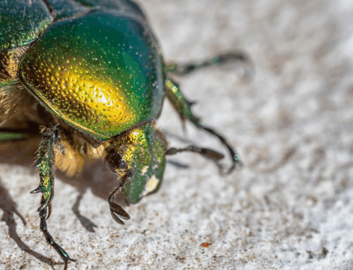 Lo scarabeo giapponese: il piccolo grande nemico dei nostri giardini