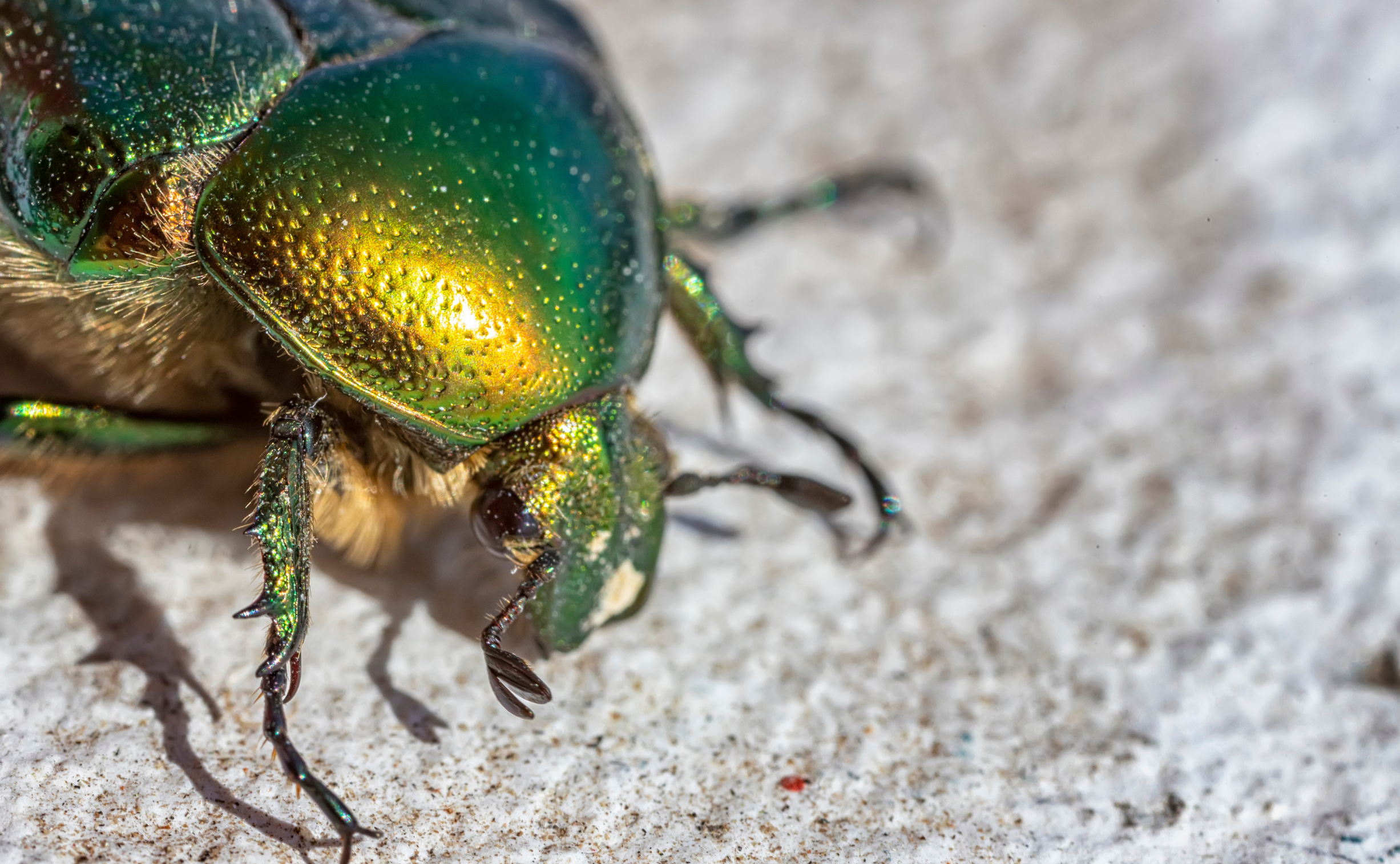 scarabeo giapponese