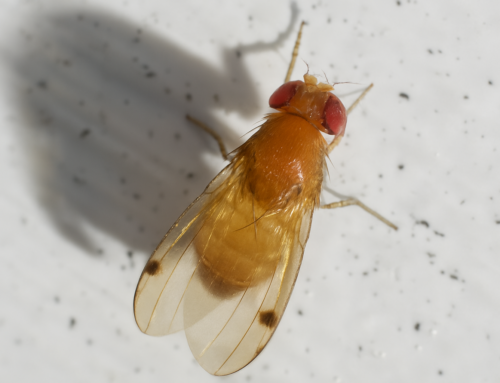 Drosophila suzukii: un minuscolo nemico per fragole, ciliegie e piccoli frutti