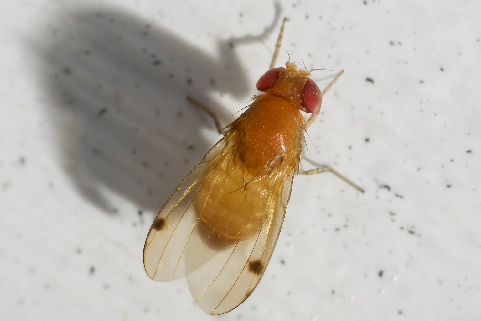 Drosophila suzukii