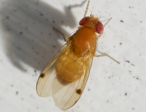 Drosophila suzukii: un minuscolo nemico per fragole, ciliegie e piccoli frutti
