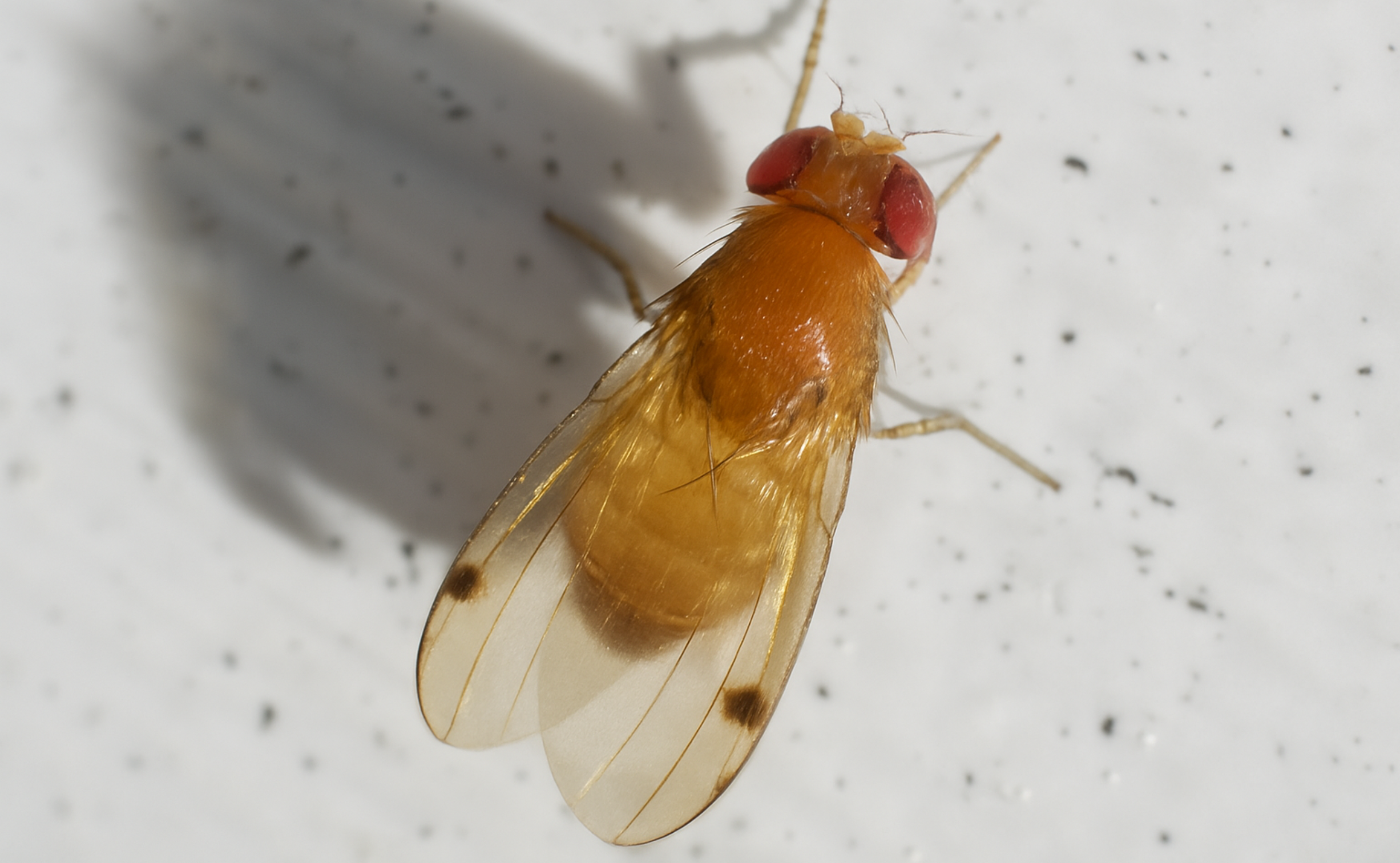 Drosophila suzukii