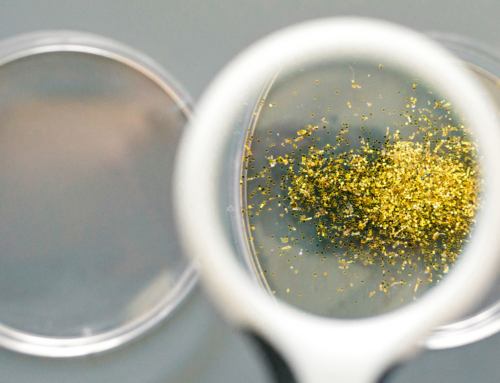 Palinologia e IA: quando la tecnologia impara a riconoscere il polline