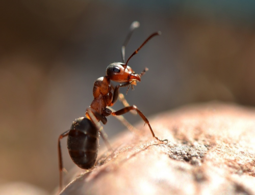 Formica di fuoco in Italia: una nuova specie invasiva sotto osservazione