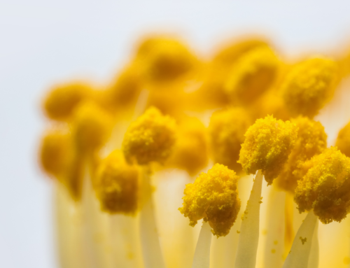 Il polline come archivio biologico del territorio