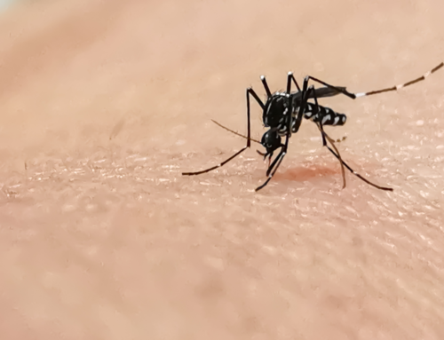 Zanzare e cambiamento climatico: nuove dinamiche di rischio in Europa