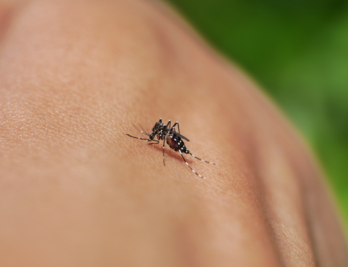 Lotta alla Zanzara Tigre: perché oggi è una priorità per le città