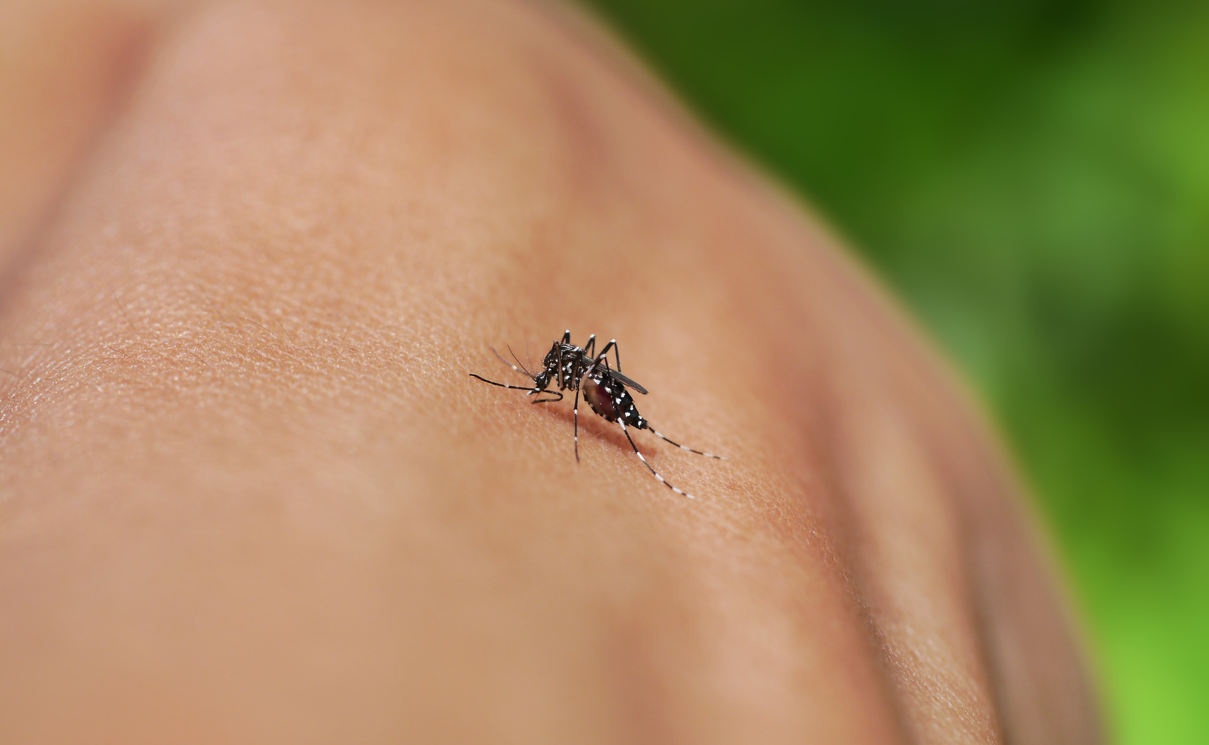 lotta alla Zanzara Tigre