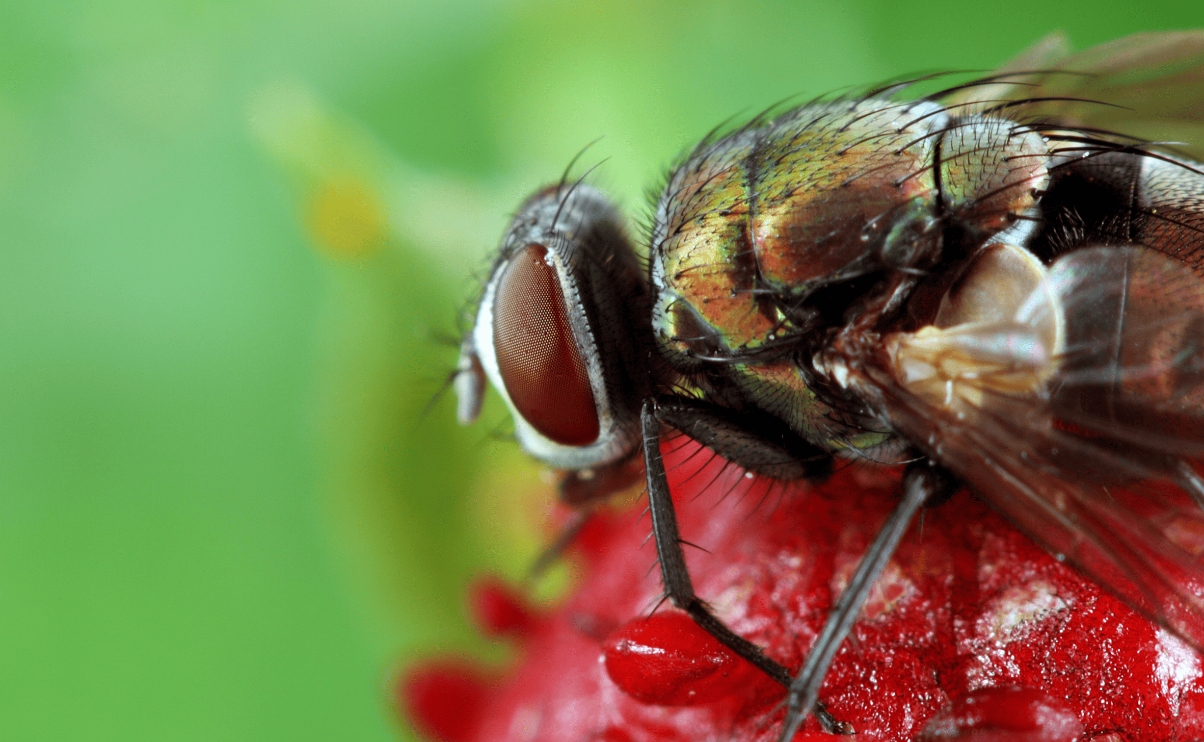 Drosophila suzukii
