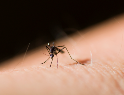 Lotta alle zanzare vettrici di malattie in Italia: un nuovo progetto per migliorare prevenzione e controllo