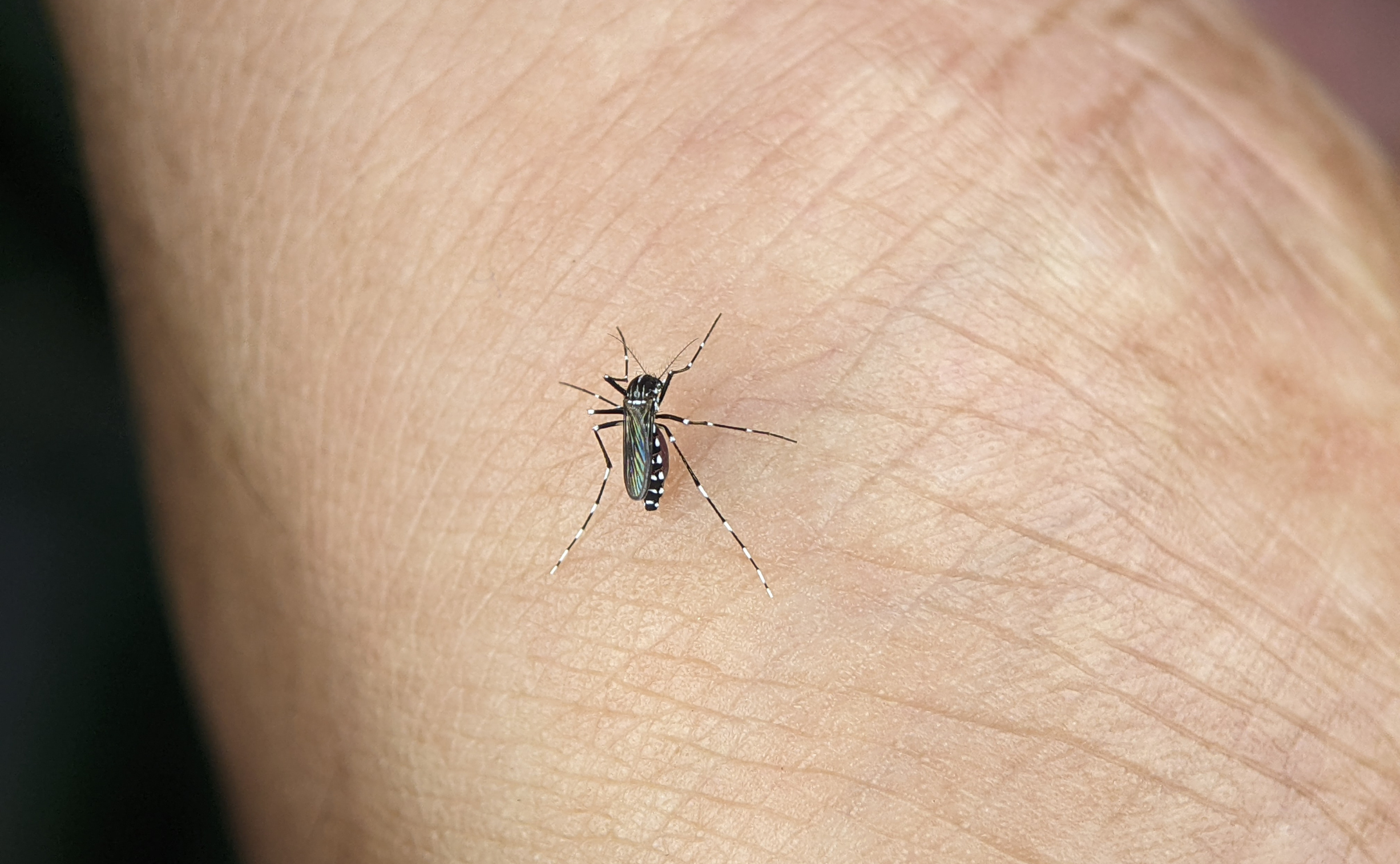 arbovirosi