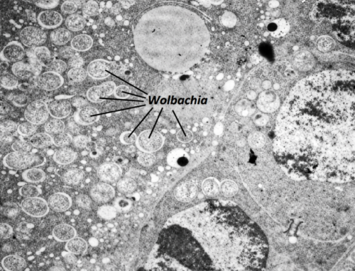 Il batterio Wolbachia: base di una nuova strategia per il controllo della Zanzara Tigre