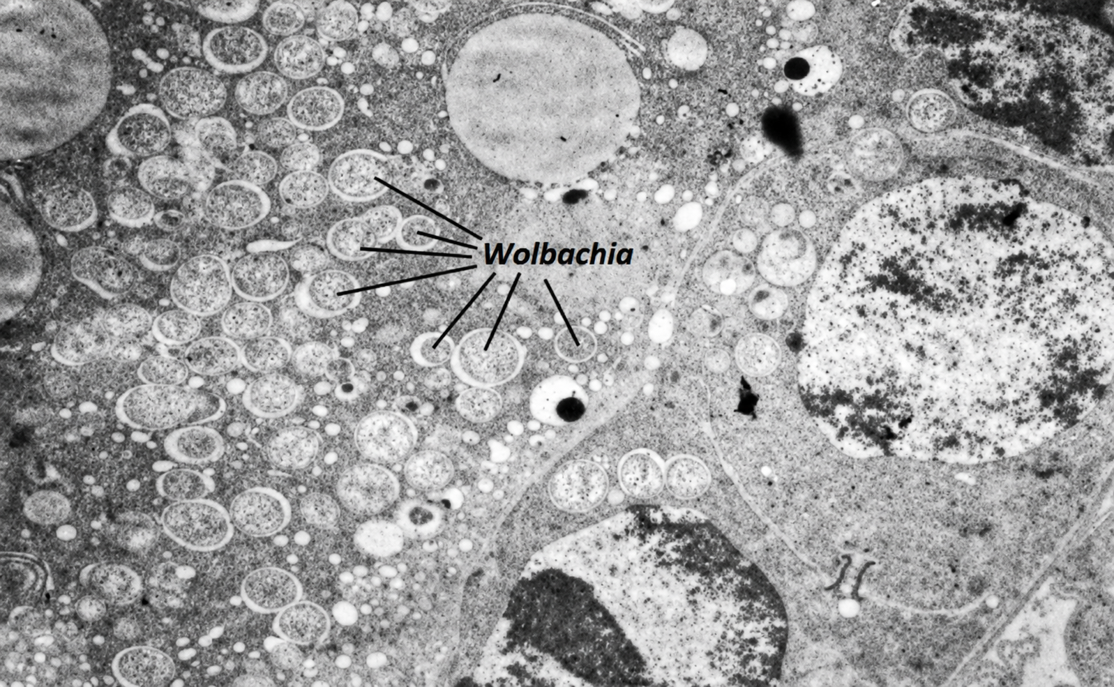 Wolbachia