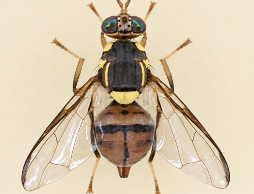 Insetti dannosi per i campi: la mosca orientale in Veneto